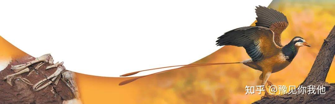 君昌豫鸟化石(左) 君昌豫鸟复原图(右)2020 年,河南自然博物馆建设