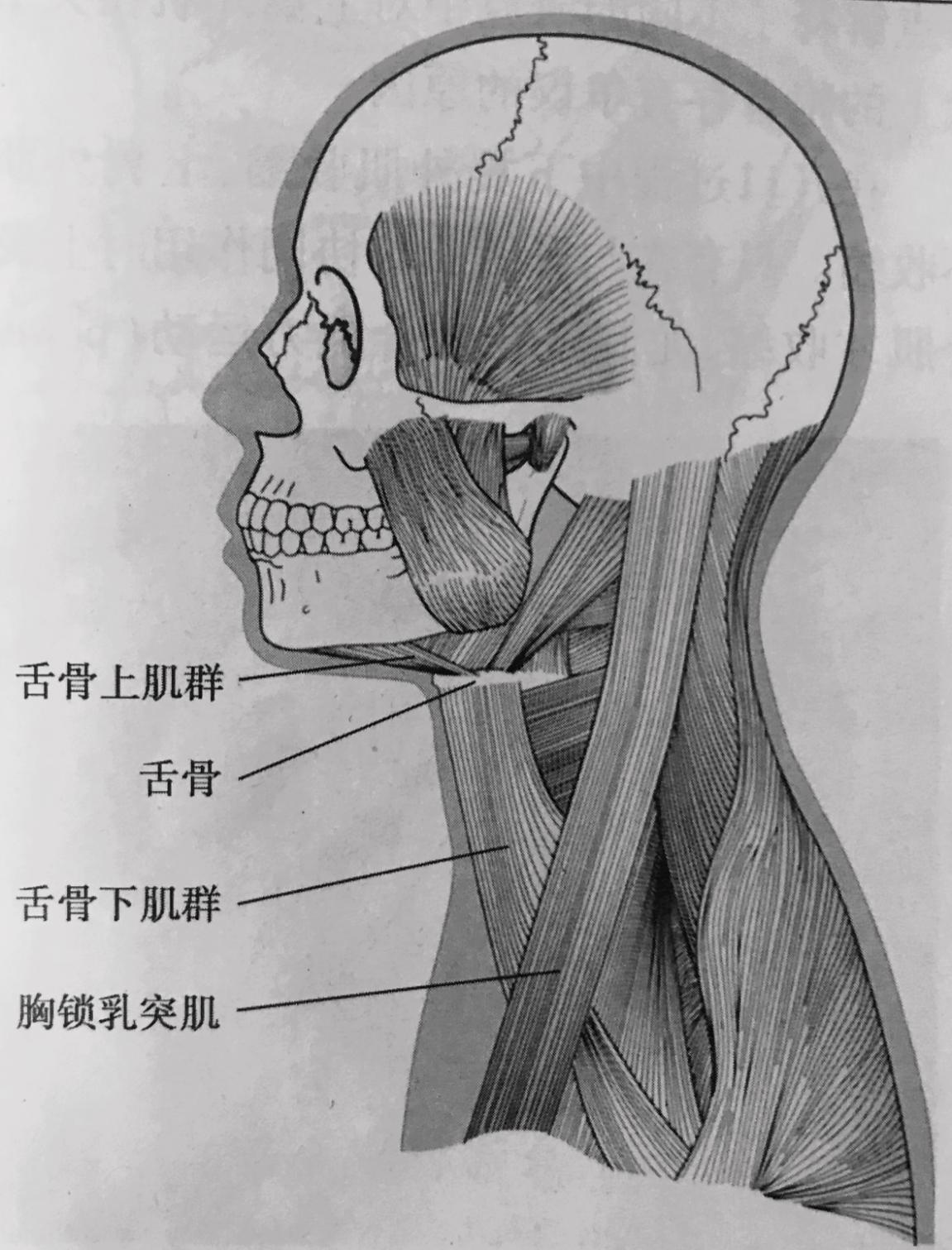 鼻部骨性结构 - 知乎