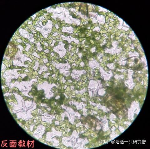 叶片气孔怎么看呵像不像你的肿眼泡