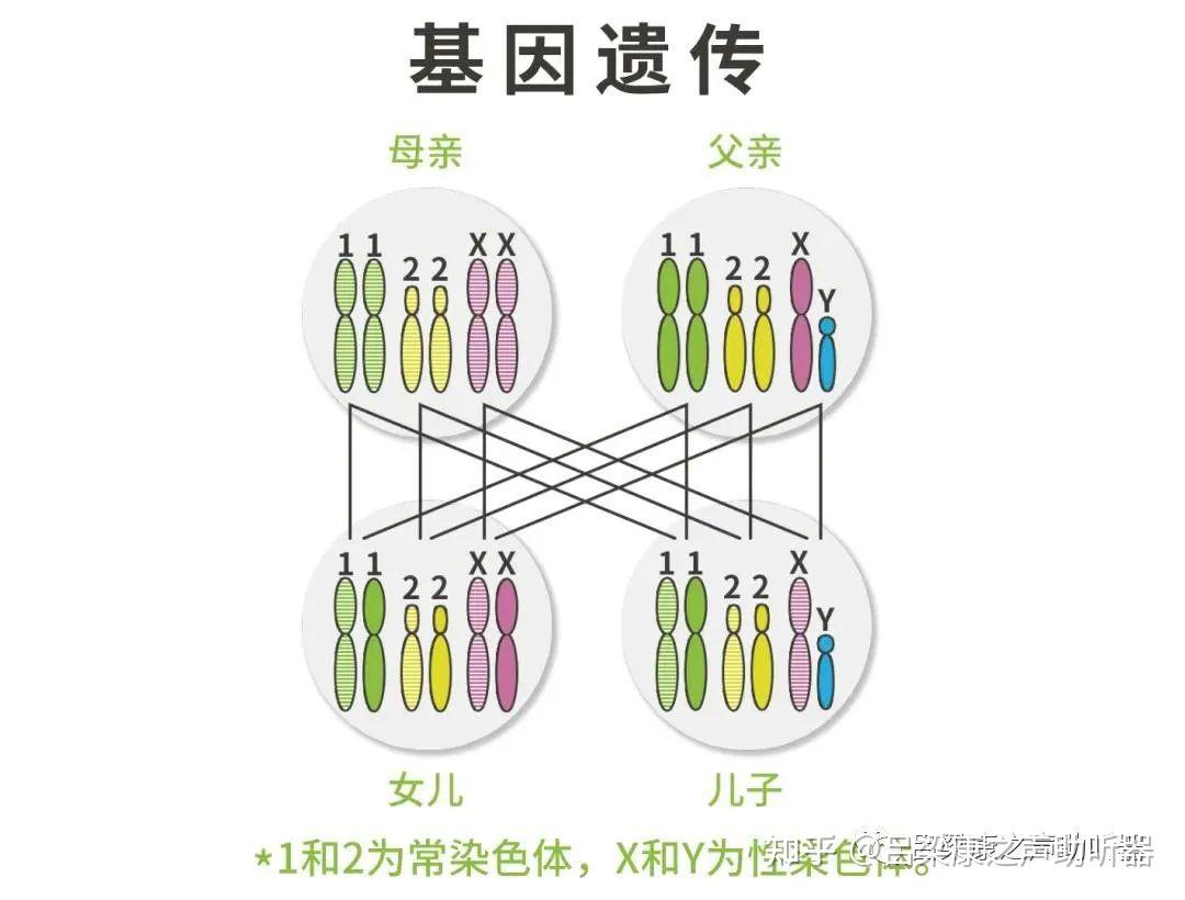 遗传示意图图片