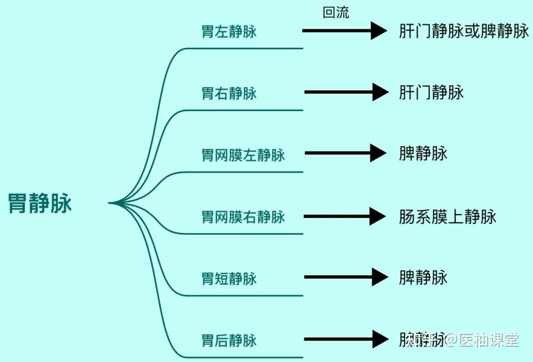 胃的血管解剖知识