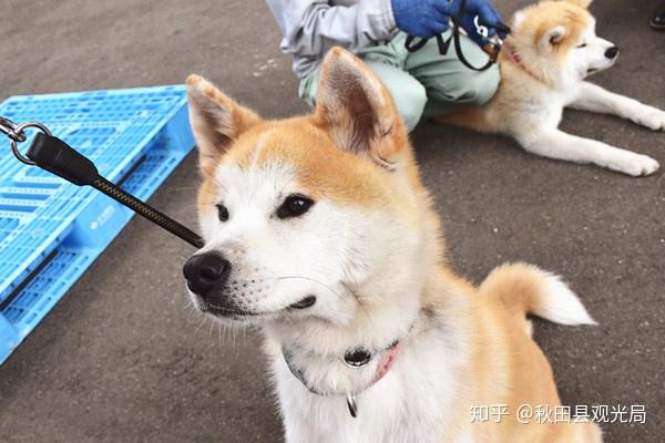 在秋田县如何科学地撸狗 之攻略 知乎