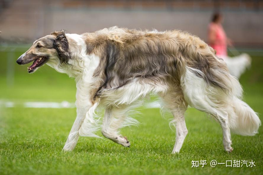你知道苏俄猎狼犬吗?一般人可养不起 - 知乎