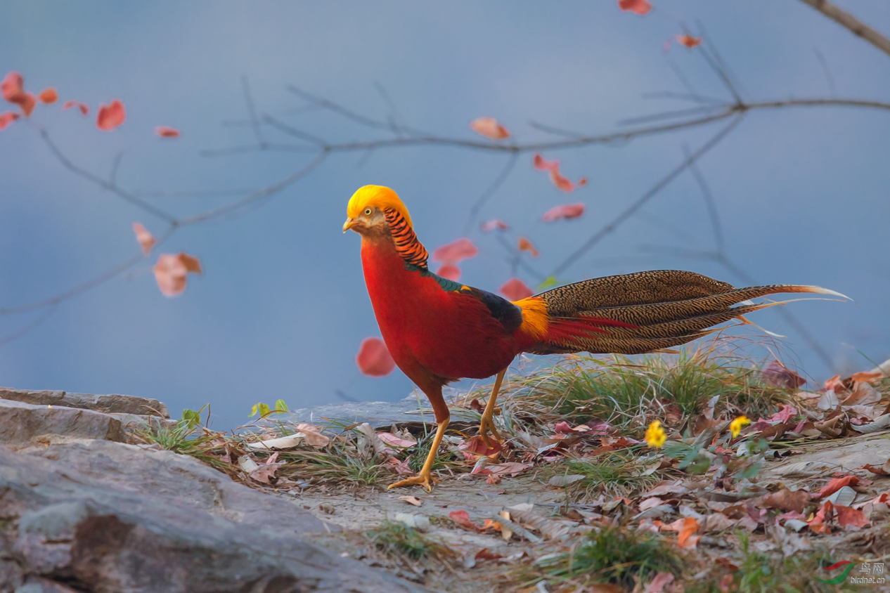 传说中的金凤凰红腹锦鸡