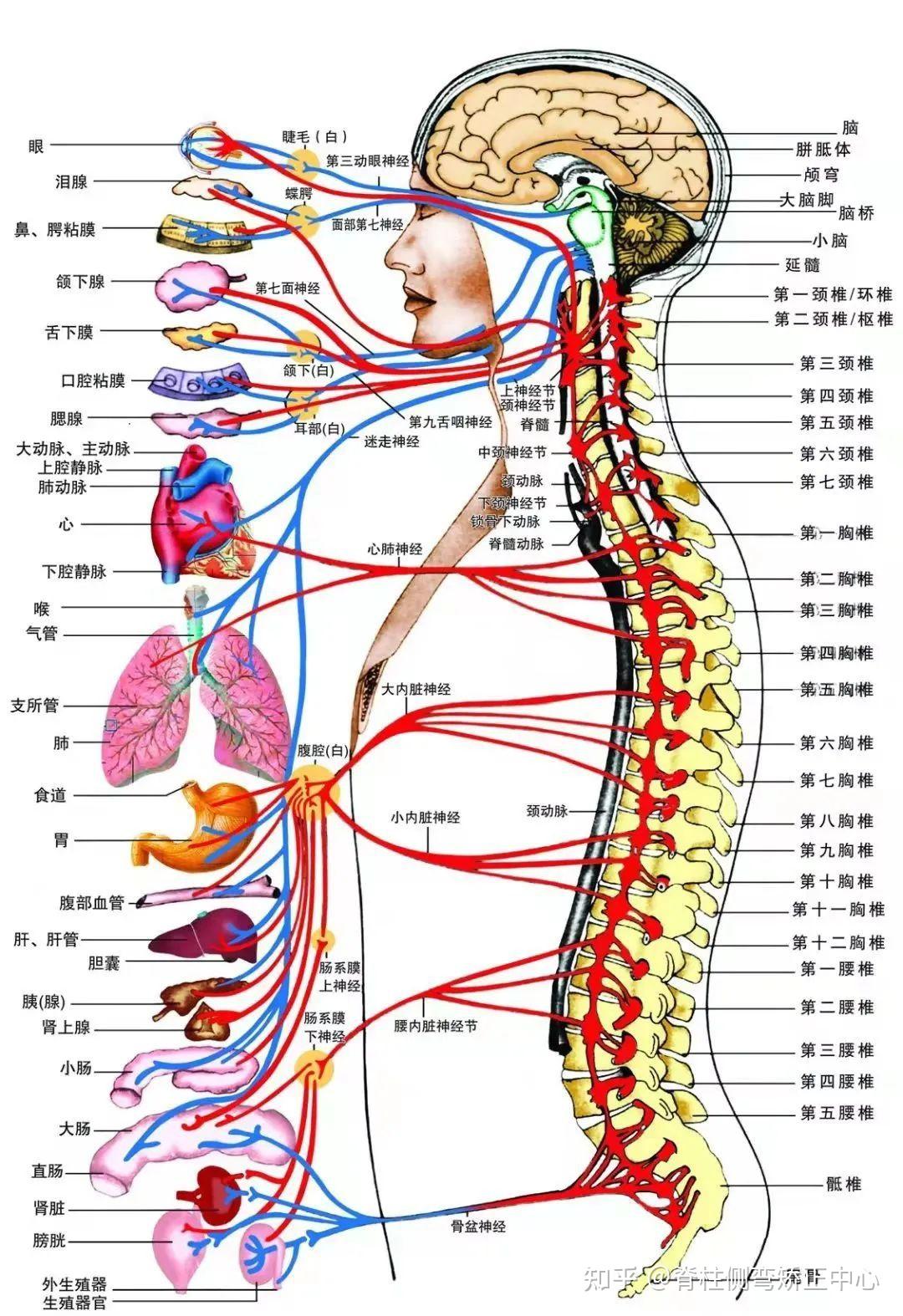 自主神经概观