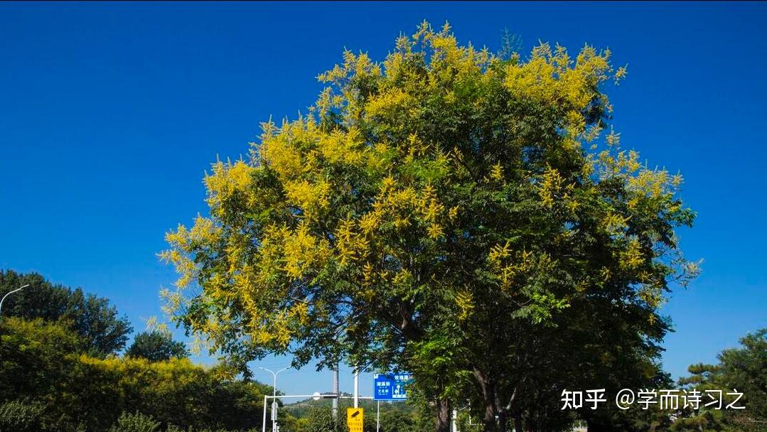 栾花 | 栾花金粉镀,果儿通透红 - 知乎