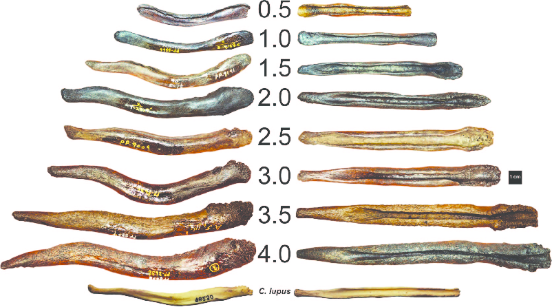 丁丁有骨头并不奇怪,没有才奇怪呢!