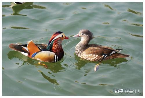 (一)汉殿初呈楚舞时,满斟安翅酒盈卮.今朝偏遇端阳节,泪滴罗敷忆旧祠.