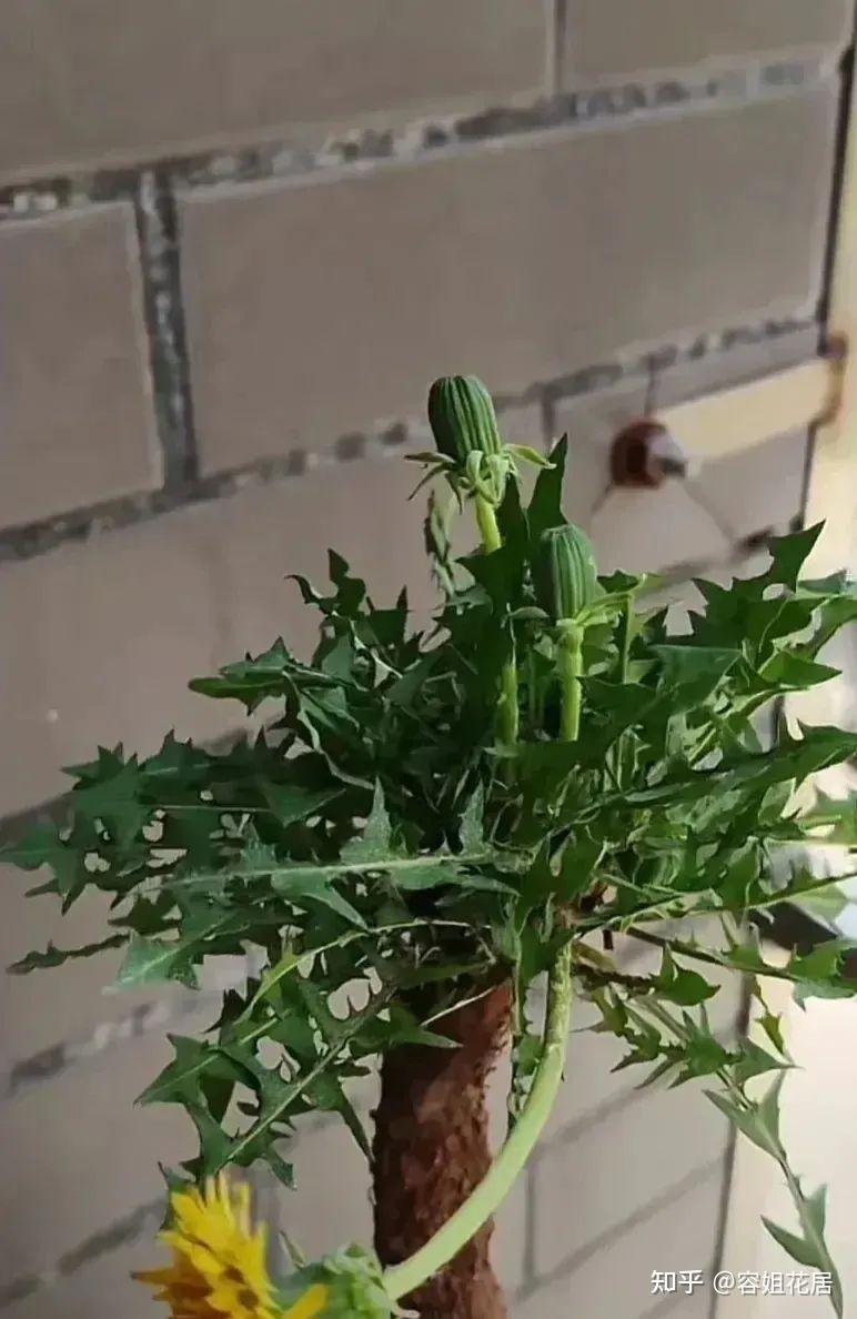 路边野菜"蒲公英",回家栽花盆里,秒变别人"买不起"的样子