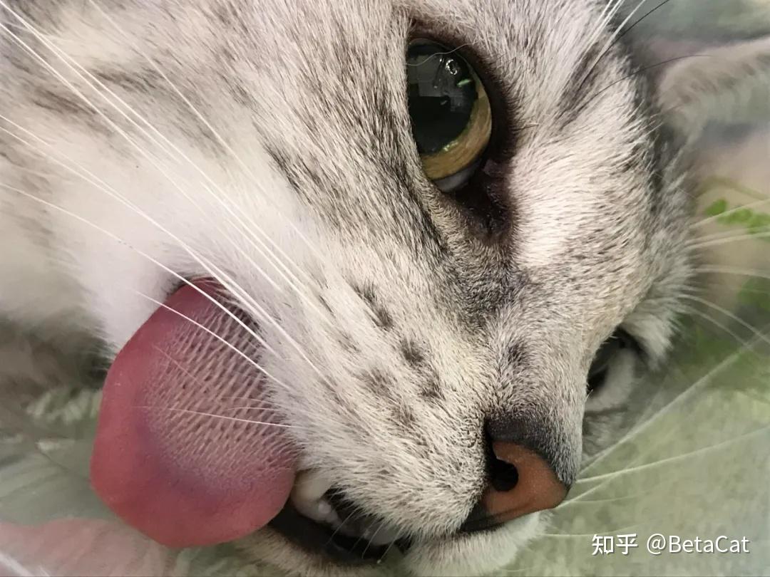 带有倒刺的舌头是猫主子最强有力的清洁工具~所以,猫咪一般不需要洗澡