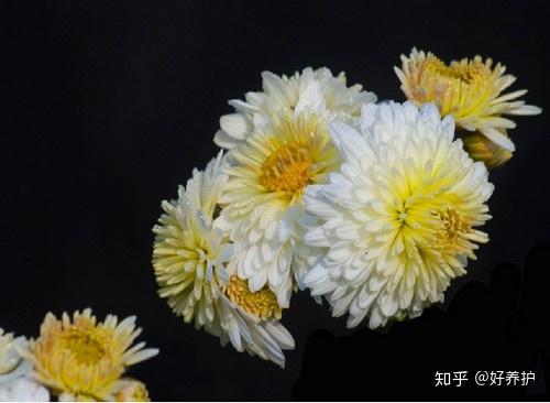 秋末为什么一定要喝“菊花茶”？原因在这！ - 知乎