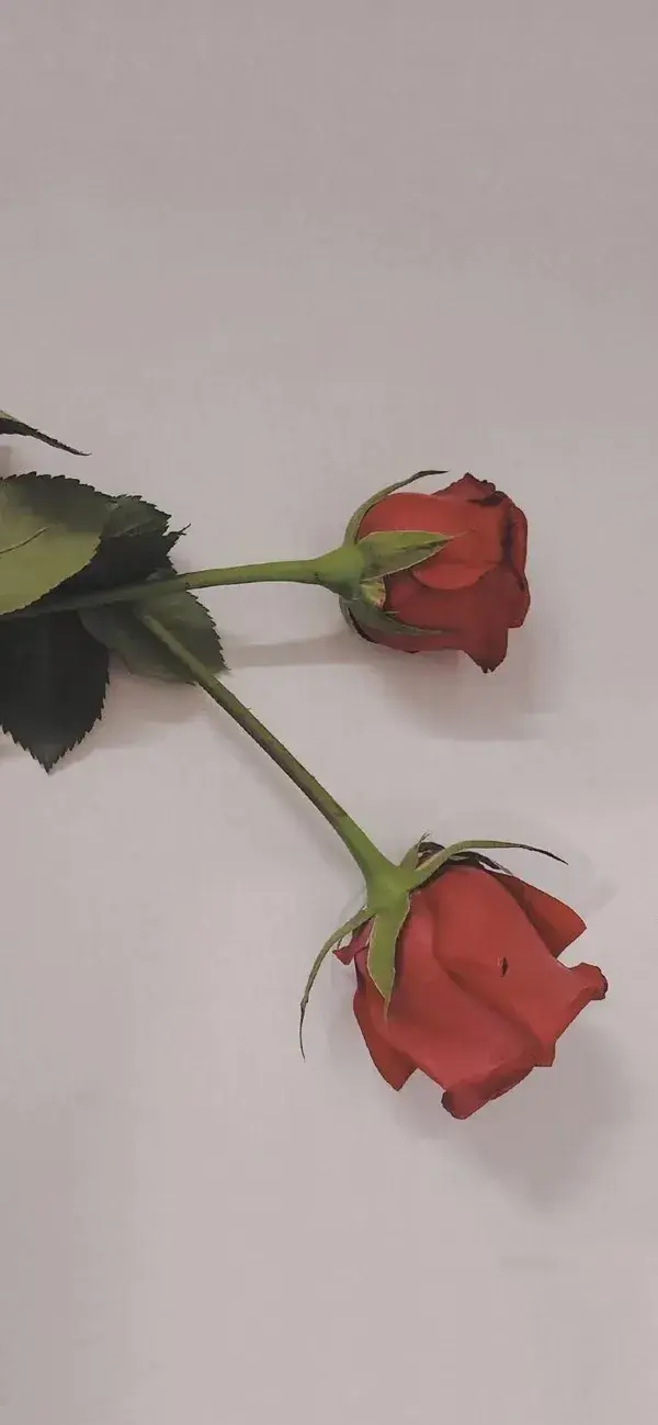 共135张好看的玫瑰花壁纸 知乎 共135张好看的玫瑰花壁纸 知乎