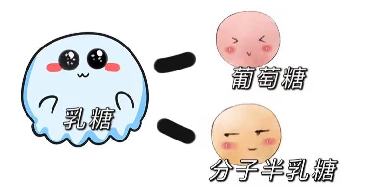 宝宝的成长密码之乳糖和乳糖酶篇