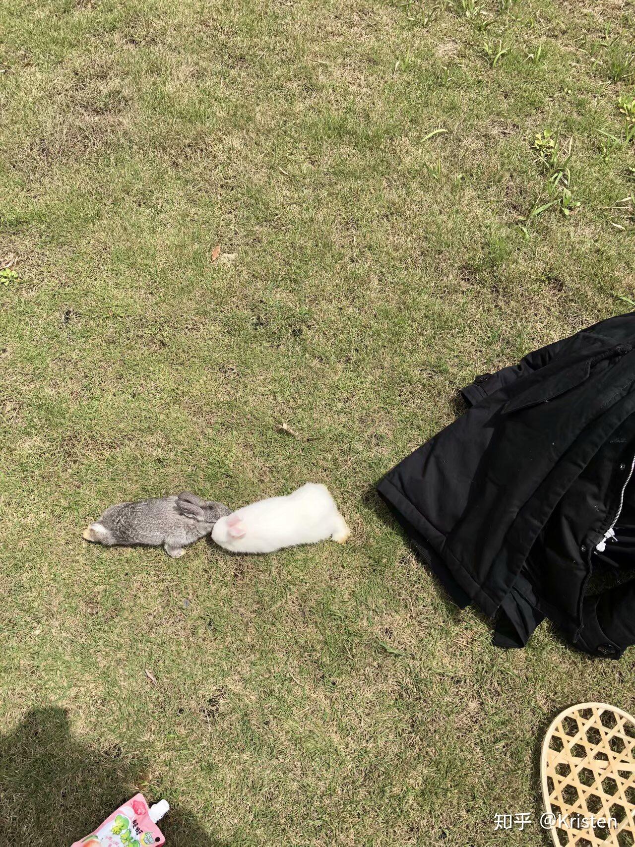我的兔子死了,想起来就很难过,无法接受他离开的事实。可是我又不想让他从我的记忆中淡忘…好难过…怎么办? - 知乎