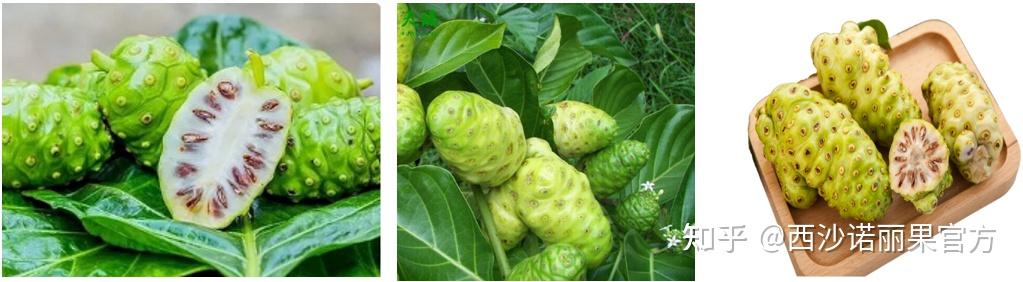 诺丽果是什么？西沙诺丽果，健康有机的神奇水果 - 知乎