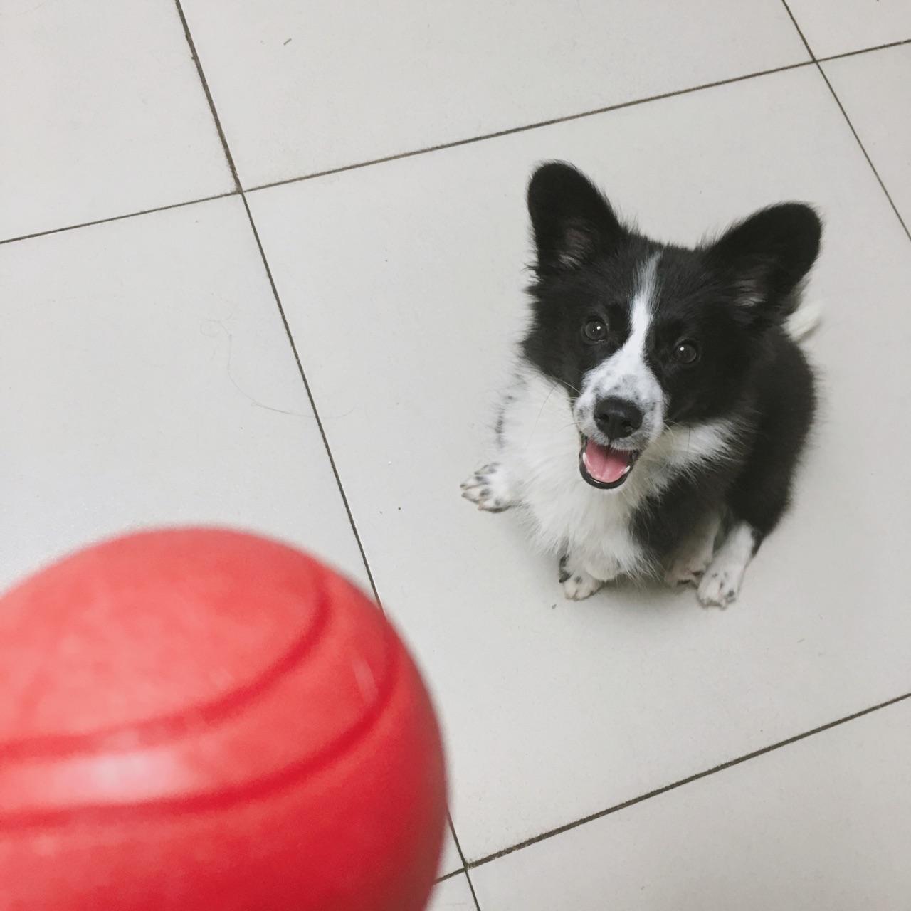 边牧到底有多聪明\/养边牧是一种怎样的体验?