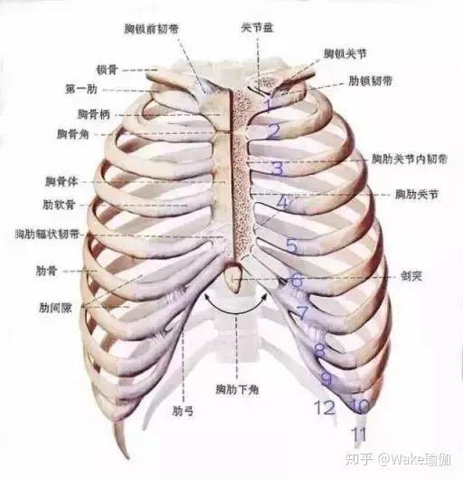 形成肋弓;人体肋骨分为12对,前端第1