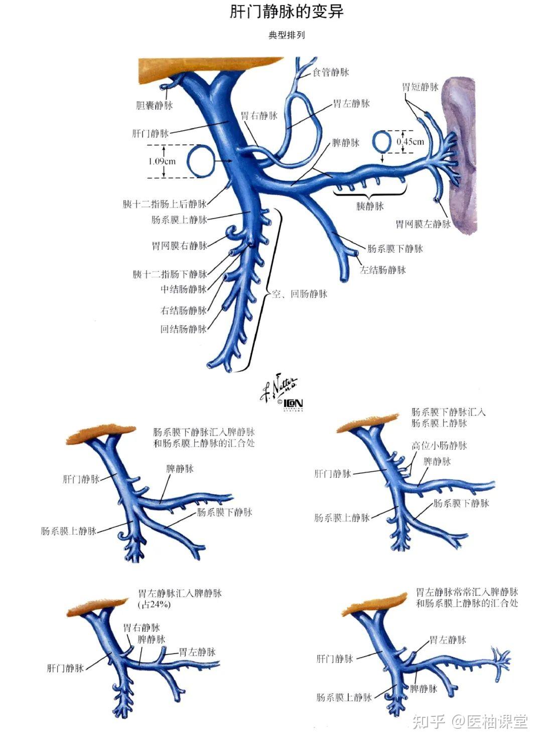 局部解剖学 腹部——胰、脾、肝门静脉 - 知乎