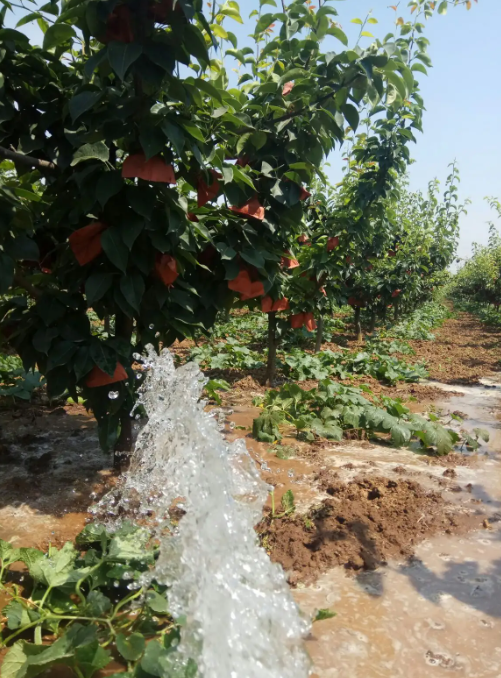 常用的果园节水灌溉技术
