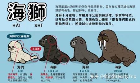 海豹,海狮,海狗,海象很多小伙伴表示难以分清,现在一张图总结出它们各