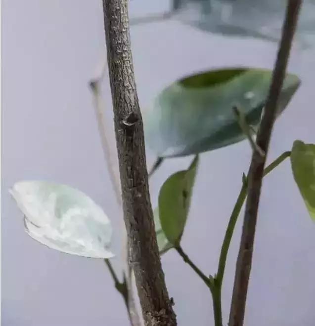 小叶紫檀从种子到成材生长过程