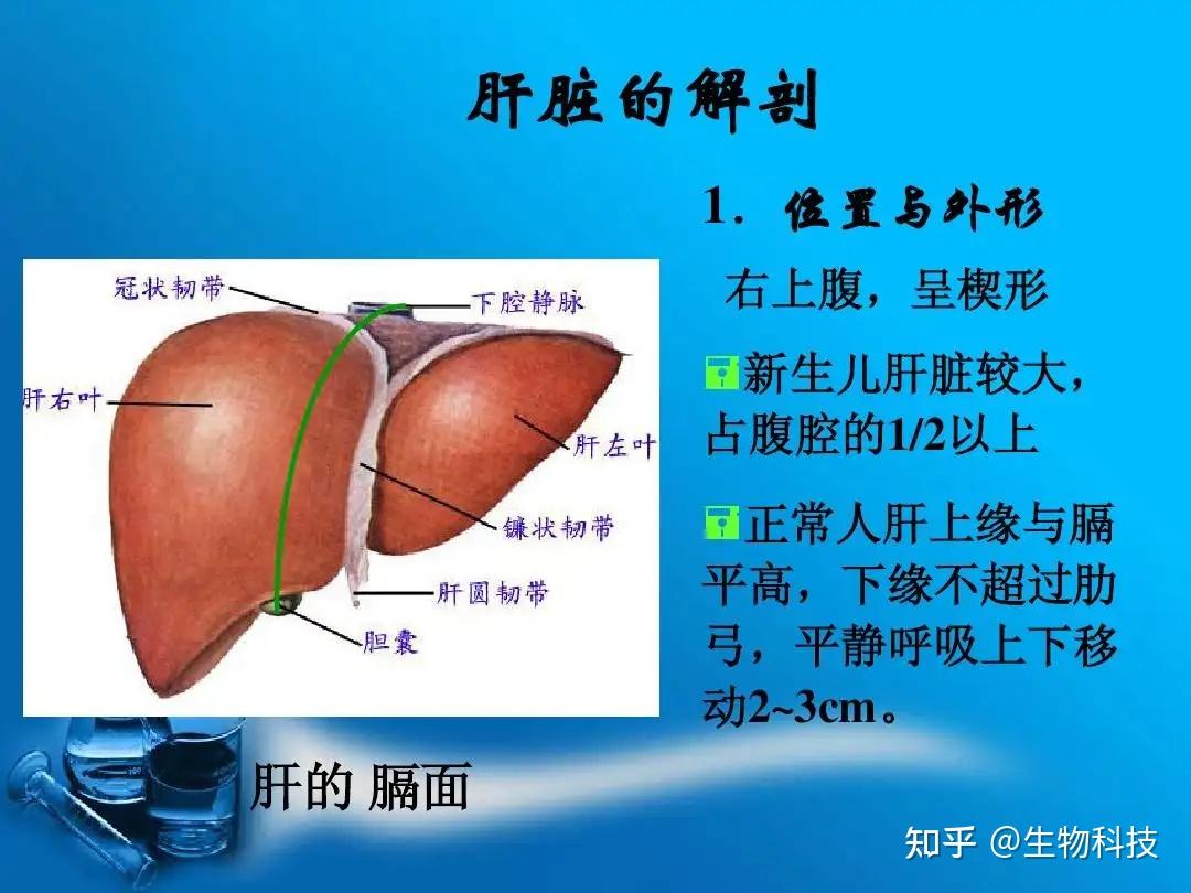 猪肝结构图图片