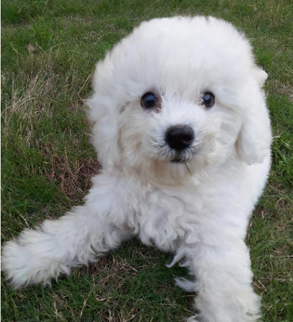 如果比熊犬耳朵是立起来的,那么可能就是串串了哦.