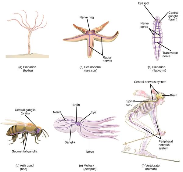 图说神经系统(Nervous system)·脊椎动物 - 知乎