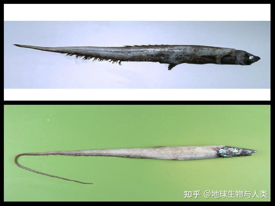 【鱼类全系列】新鳍亚纲—海鲢高群 - 知乎