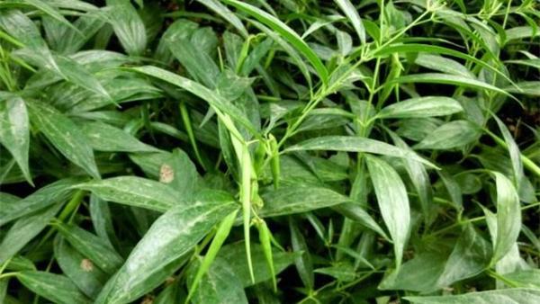 景天,雪见,徐长卿竟然都是中药名称,我不是最后一个知道的!