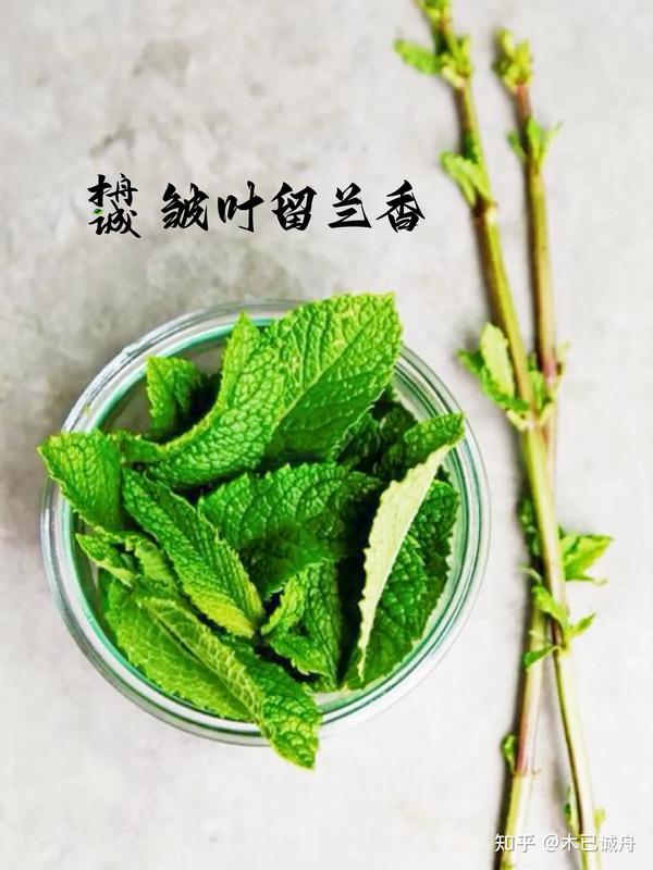 薄荷家族:薄荷、皱叶留兰香 - 知乎