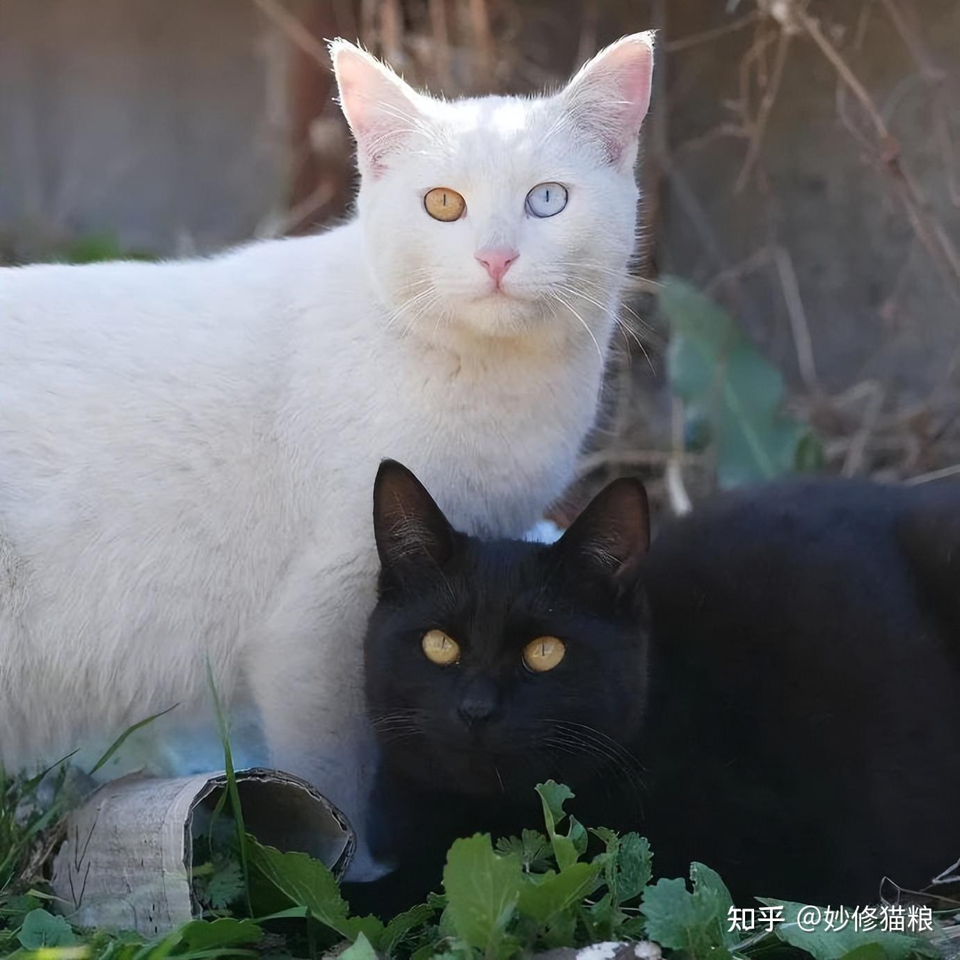 在古代人们将纯白的猫咪称作"尺玉霄飞练",白猫眼睛是蓝色的话,非常