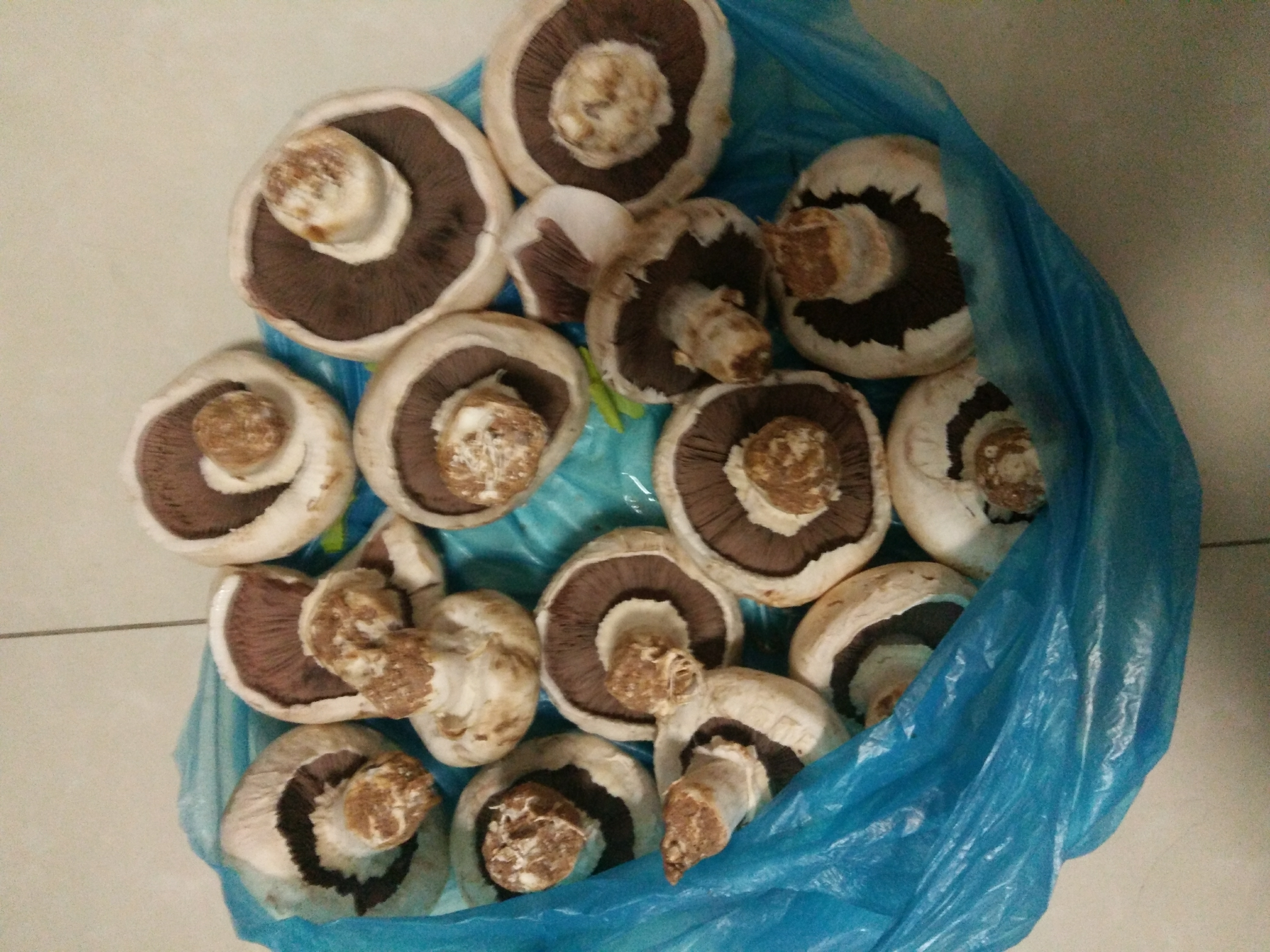 蘑菇为什么会黑 v2-f4916f600961df835e139eb3bcc6d91b_r.jpg