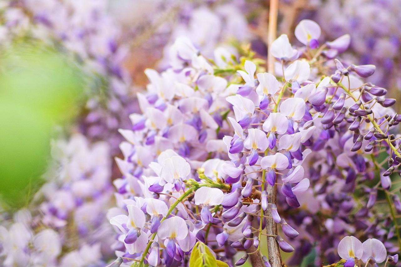 紫藤花超高清图片素材横屏20200307