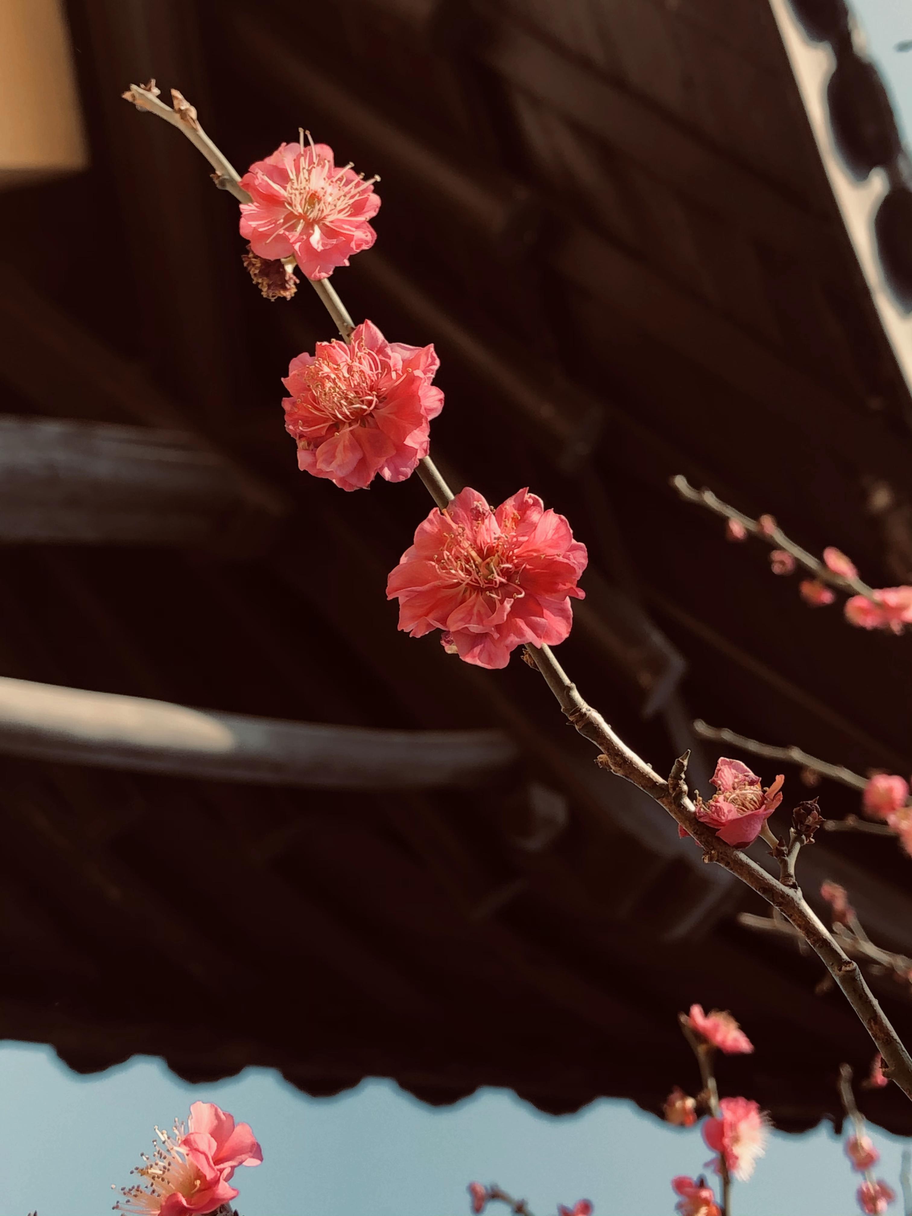 梅花摄影——手机摄影