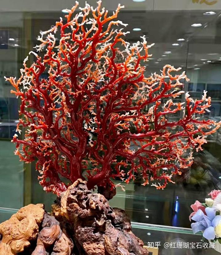深海宝石级红珊瑚树是什么样子的