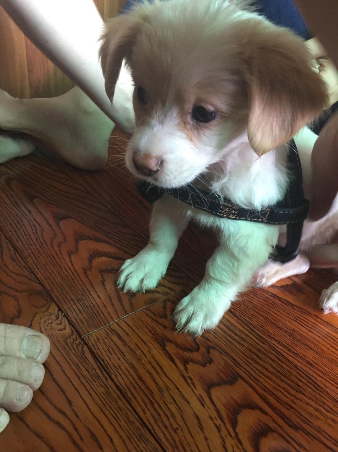 养了一只特别不上镜或者上镜的狗是什么体验?