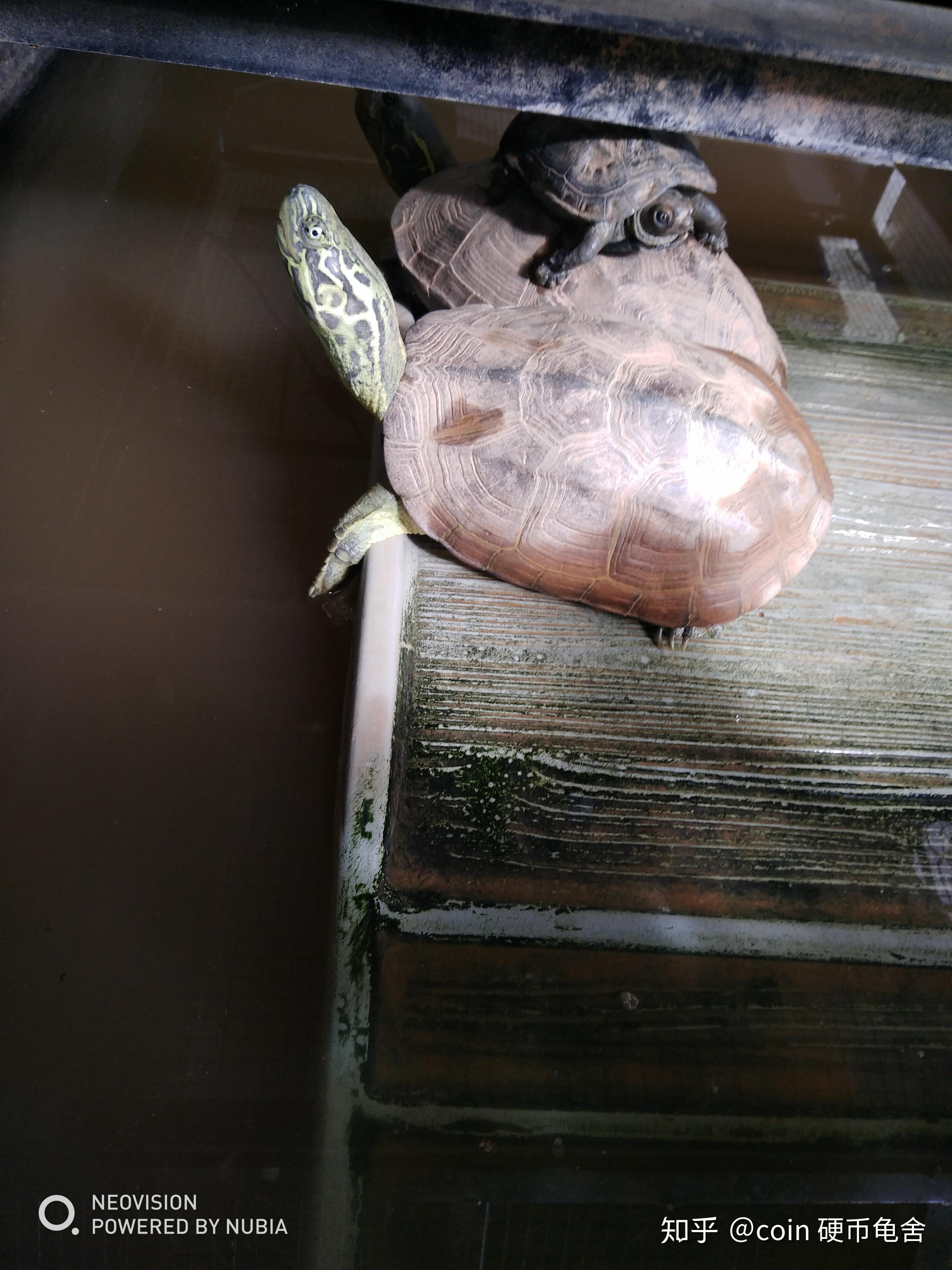 国产虎纹草,虎纹草这玩意,就俩字,漂亮这样看着就贼丑了,这一只没记错