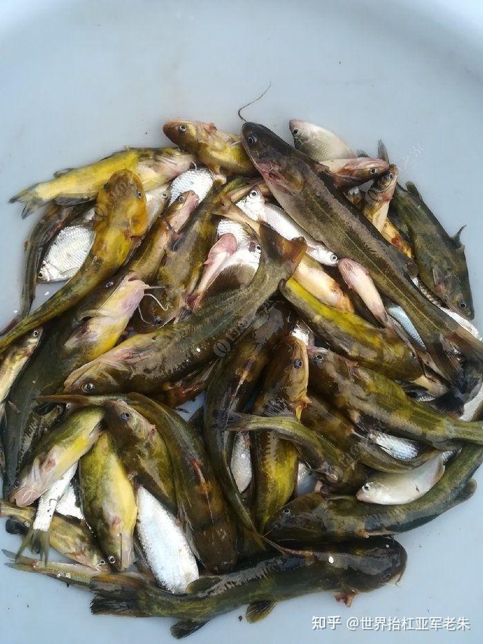 呐,我说的黄刺鱼就是下面这种.