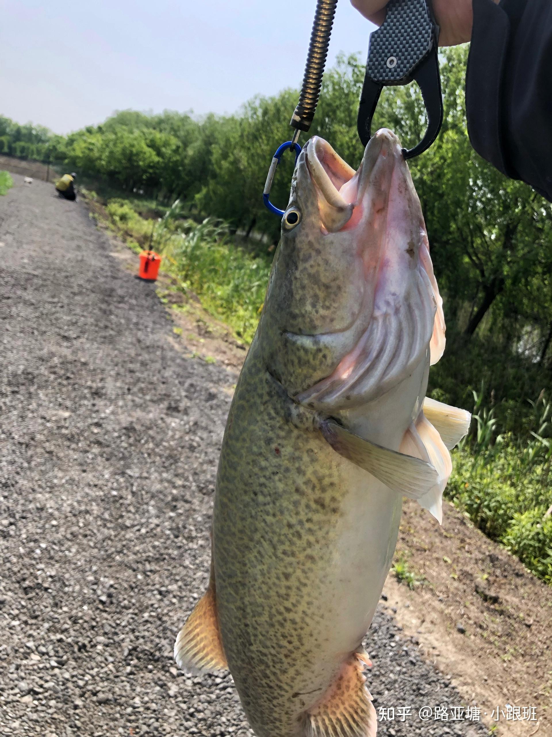 路亚塘水域面积20亩,结构复杂,最后鱼获:鲈鱼50斤,太阳鱼13条,龙纹斑1