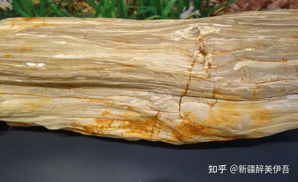 木的特殊身价——神奇的硅化木 - 知乎