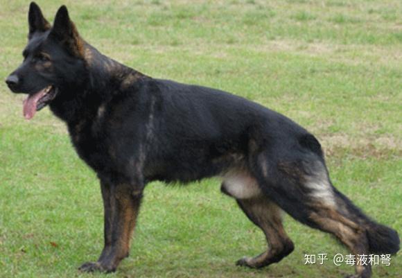 德国牧羊犬都有哪些毛色