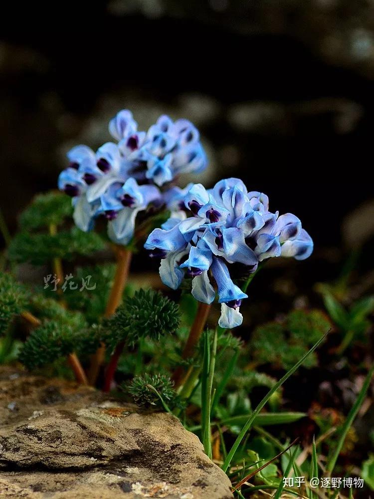 每周野花系列第11期紫堇