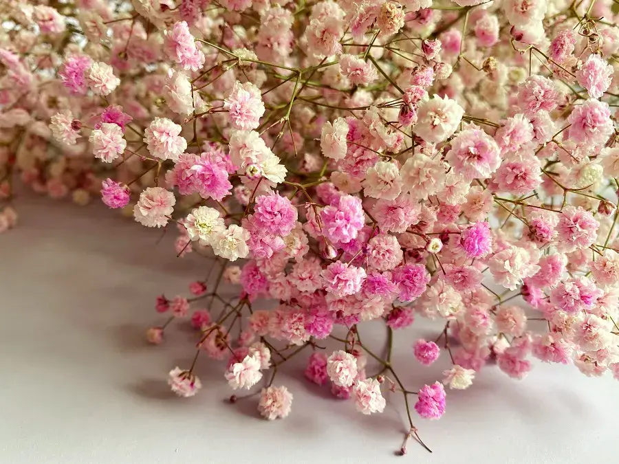 满天星的语录(满天星的短句说说) - 0415花卉网