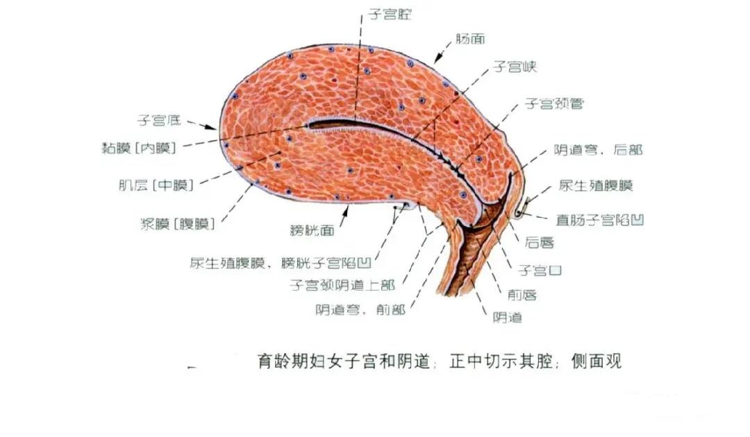 生殖系统解剖图示注解 知乎 