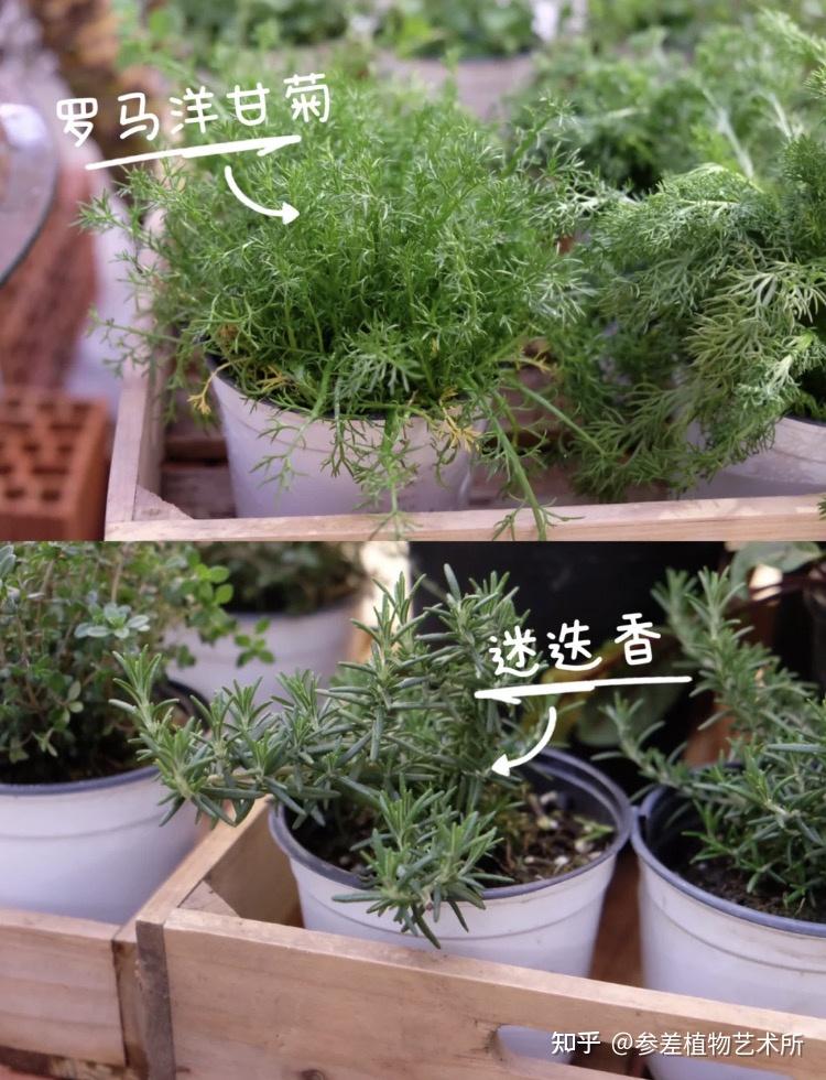 分享16种可食用香草植物 - 知乎