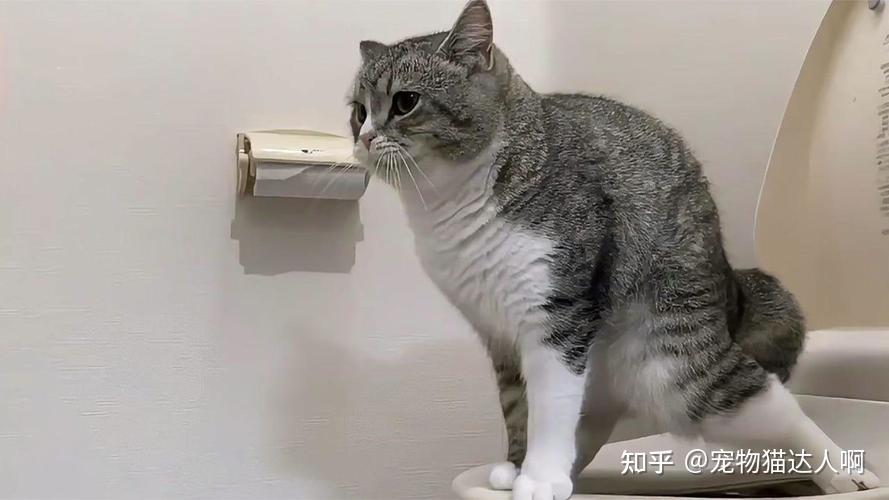 盘点猫咪“性”冷知识,作为铲屎官要知道