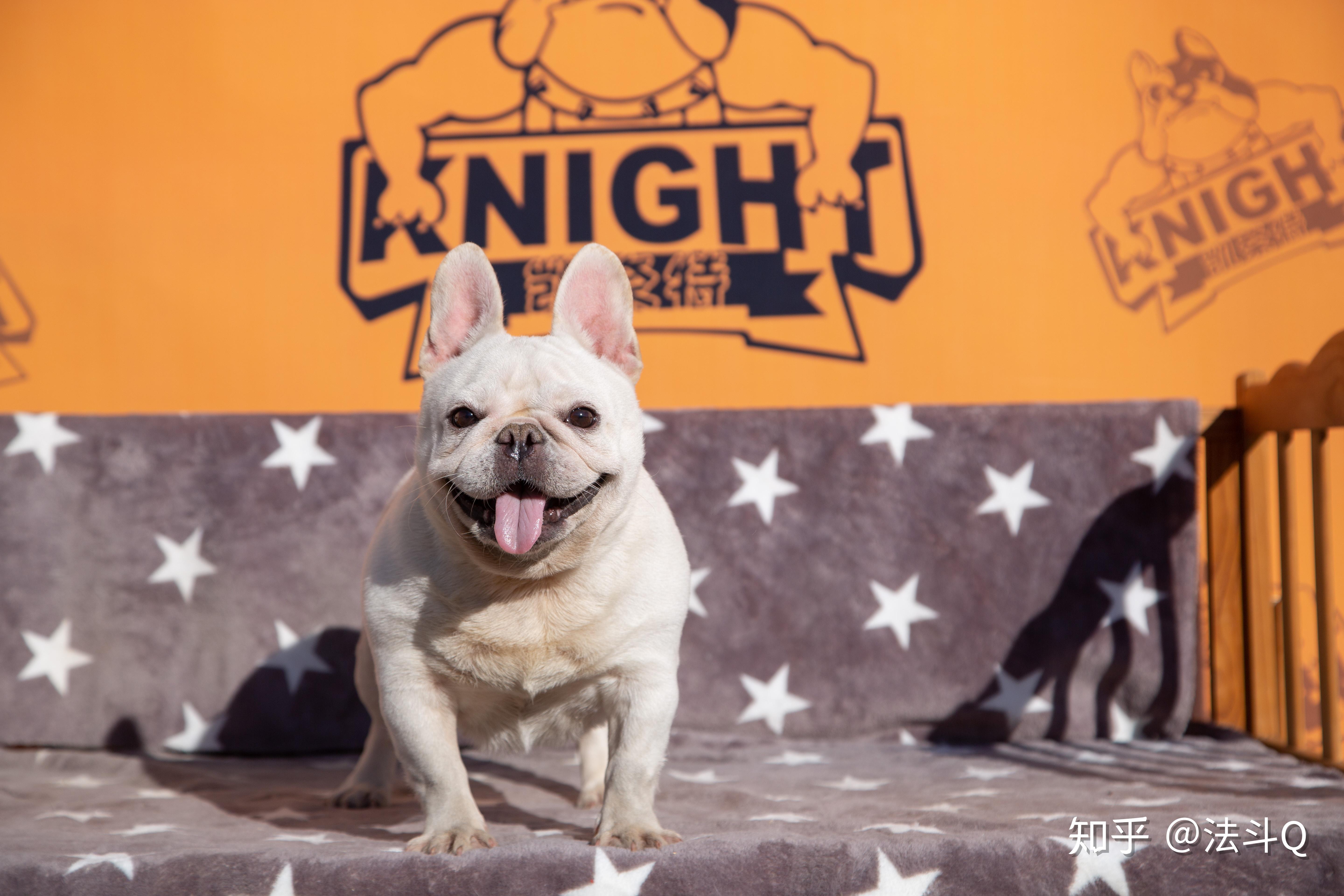 新手想要养好一只法斗你需要知道这些干货