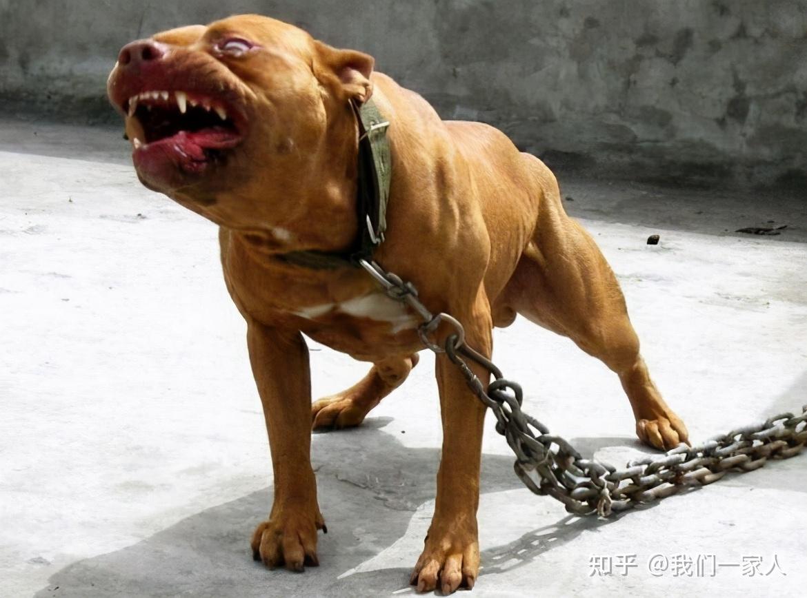 最凶残的3种狗,和最善良的3种狗,你养对了吗? - 知乎