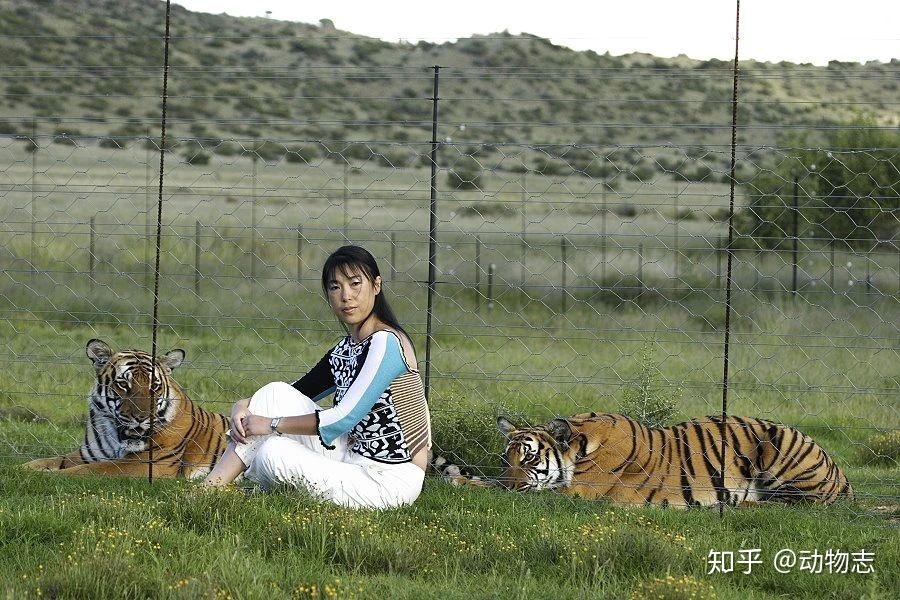 老虎谷真相:送去南非野化的华南虎,何时能回国? - 知乎